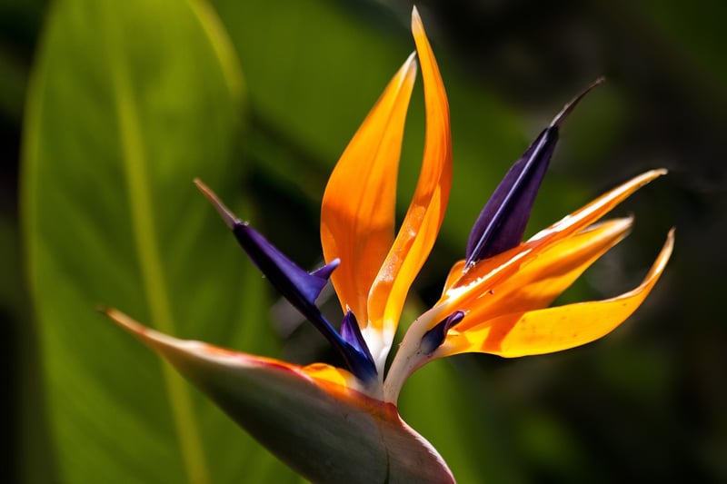 Bird of Paradise Plant