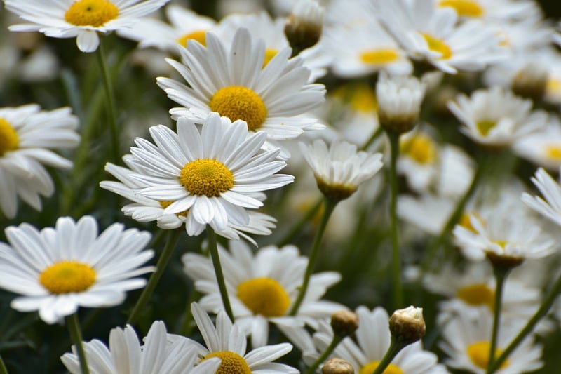 Flower in a garden