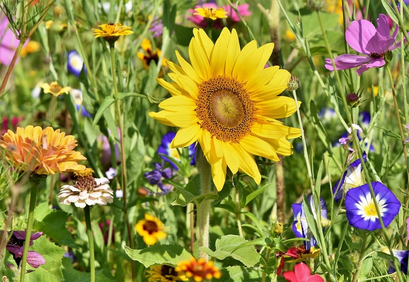 Garden with variety of plants
