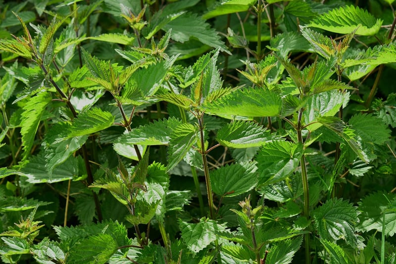 Herb Garden
